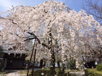 しだれ桜